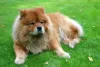 O fulvo - ou ferrugem - também é uma possível cor de pelagem de cachorro Chow Chow