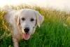 O Labrador mais comum de ser visto é com o dourado bem claro, mais puxada para o bege