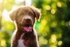 O Labrador também pode apresentar a pelagem marom, mais puxada para o chocolate