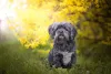 A raça Lhasa Apso também pode aparecer com a cor cinza