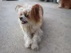 Em alguns casos, o Lhasa Apso pode ter tons de dourado espalhados pelo corpo