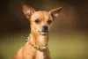 O Pinscher com tons mais avermelhados é o mais comum