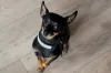 O cachorro Pinscher também pode aparecer na cor preta
