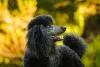 Mas o Poodle também pode apresentar a cor preta