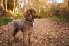 Também é possível encontrar o Poodle com cor de pelagem de cachorro marrom