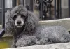 A raça Poodle também pode apresentar a cor cinza na sua pelagem
