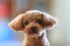Tons de vermelho são outras cores que também podem surgir no cachorro Poodle