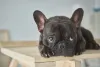 A raça Bulldog Francês também pode ser encontrada com a cor de pelagem totalmente preta