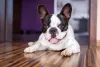 Ou o contrário: um Bulldog Francês branquinho com manchas pretas no rosto