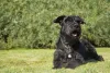 O Schnauzer todo preto é uma das variações da raça