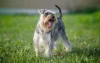 Além disso, o Schnauzer também pode aparecer com uma mistura de cinza e branco