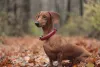 O Dachshund também pode aparecer com uma tonalidade mais fulva