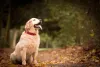O Golden Retriever pode apresentar um dourado mais claro