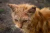 A sarna sarcóptica em gatos causa muitas feridas com crostas na pele do animal