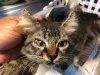 A sarna em gatos causa muito desconforto