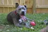 Mais raro do que os demais, o Pitbull com a cor cinza também é um espetáculo