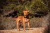 O Pitbull também pode ter a cor de pelagem de cachorro fulvo, que é um tom mais puxado para o ruivo