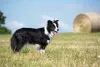 Rabo: cachorro pode ter a cauda naturalmente para baixo, como o Border Collie