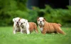 Rabo: cachorro também pode ter a cauda mais curtinha, como um Bulldog Inglês