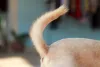 O rabo do cachorro é uma das principais formas do seu amigo de quatro patas se comunicar com você