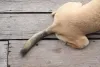 Linguagem canina: quem nunca se perguntou por que o cachorro abana o rabo?