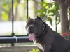Conchectomia: esse é um Pitbull depois de passar pelo procedimento