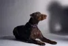 Imagem de um Dogue Alemão depois do corte de orelha de cachorro