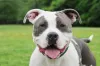 A raça de cachorro American Bully não tem uma orelha tão grande assim, mas também sofre com a conchectomia