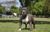 É assim que o American Bully depois de ter as orelhas cortadas