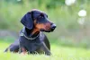 O Doberman também é outra raça que costuma sofrer com a conchectomia