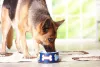 Já a ração para cachorro grande tem os componentes ideais para prevenir a obesidade