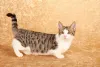 O corpo do Munchkin tem um formato bem diferente de outros felinos