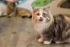 O Munchkin cat se dá super bem com crianças e outros animais
