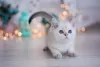 O Munchkin é uma raça única. Portanto, versões de outras raças de gatos com as patas curtinhas não são reconhecidas