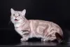 O gato Munchkin é fruto de uma mutação genética. Há divergências sobre o efeito disso na saúde do animal