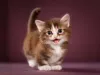 Munchkin: raça de gato tem a pelagem felpuda, macia e que se adapta a todas as estações do ano