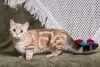 O Munchkin adulto geralmente não passa dos 5 kg e varia entre o porte pequeno e médio
