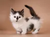 Gato Munchkin: valor do filhote varia entre R$2 mil e R$5 mil