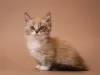 Oficialmente, o Munchkin surgiu em Louisiana, nos EUA, em 1983