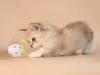 Munchkin: gato da raça ama brincar e até de subir em locais mais altos