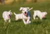 Dogo Argentino filhotes correndo