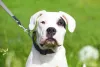 Dogo Argentino com mancha preta no olho