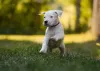 Dogo Argentino correndo feliz