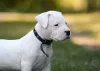 Dogo Argentino filhote