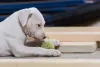 Dogo Argentino filhote com bolinha