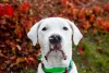 Dogo Argentino olhando sério para a câmera