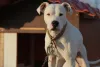 Dogo Argentino filhote com coleira