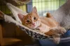A rede de cadeira para gatos deixa o ambiente muito mais aconchegante