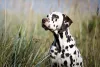 O cachorro Dálmata é bastante energético, mas não tem o hábito de latir muito