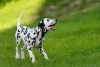 Passeios devem fazer parte da rotina do Dálmata, já que esse cãozinho adora atividades ao ar livre